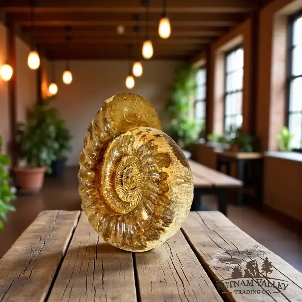 Real Jurassic Ammonite Detail View - Putnam Valley Trading