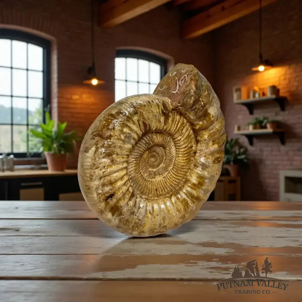Real Jurassic Ammonite Fossil - Putnam Valley Trading Co.