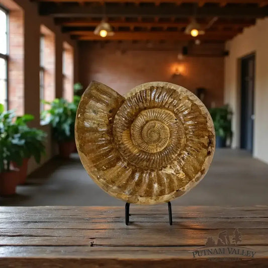 Real Jurassic Ammonite Fossil - Putnam Valley Trading Co.