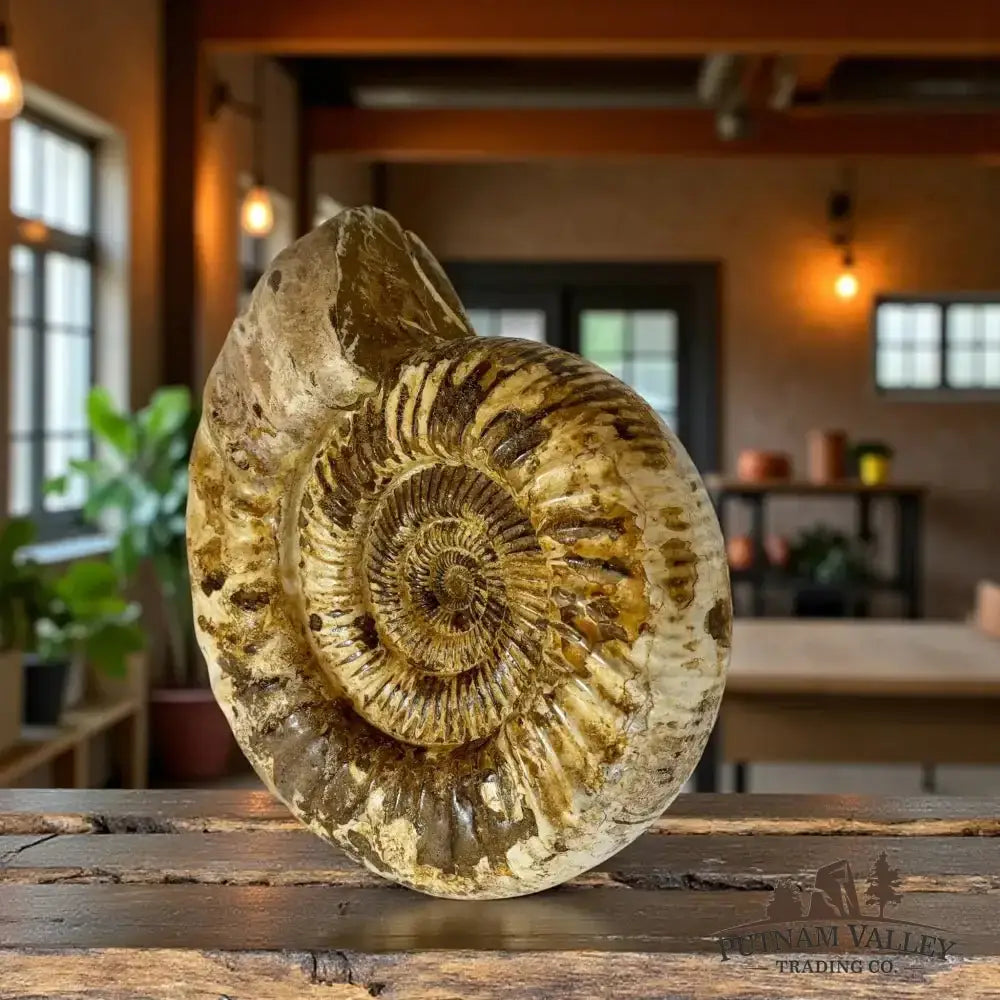 Real Jurassic Ammonite Fossil - Putnam Valley Trading Co.
