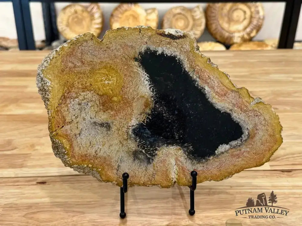 Real Petrified Palmwood Slab - Putnam Valley Trading Co.