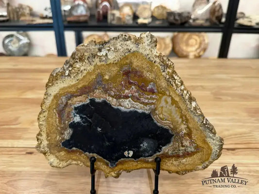 Real Petrified Palmwood Slab - Putnam Valley Trading Co.