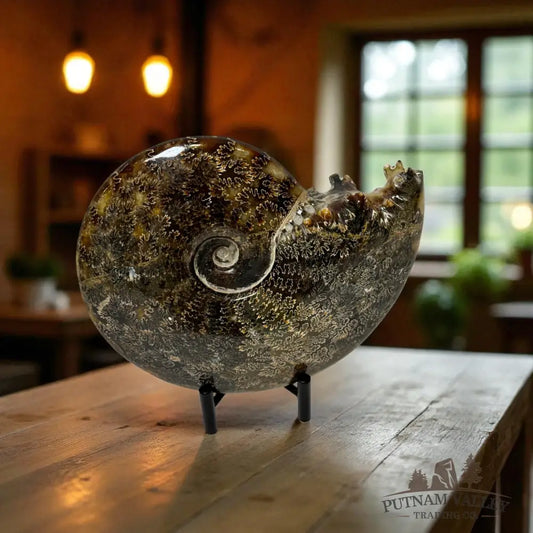 Agatized Ammonite Fossil Fossil Specimen