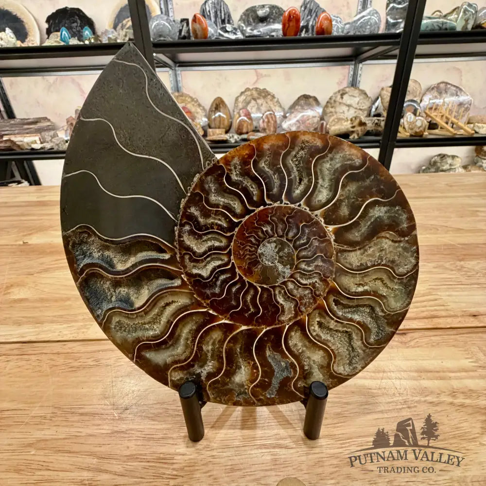 Reserve Split Agatized Ammonite Pair 7.25’’ Fossil Pair