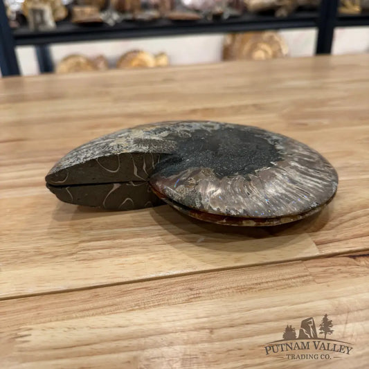 Reserve Agatized Ammonite Pair 7.25’’ Fossil Pair