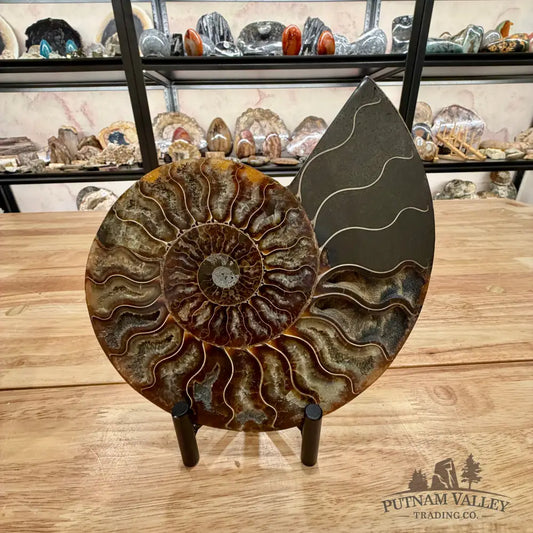 Reserve Split Agatized Ammonite Pair 7.25’’ Fossil Pair