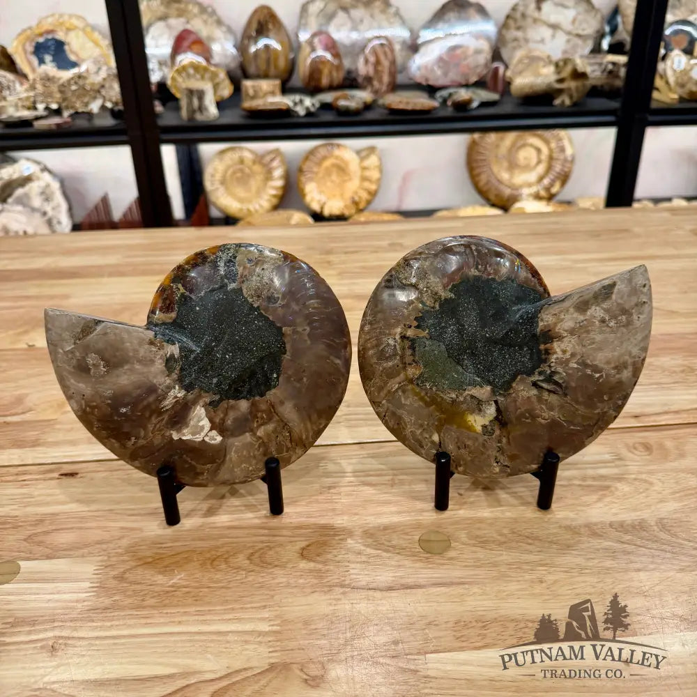 Reserve Split Agatized Ammonite Pair 7.25’’ Fossil Pair