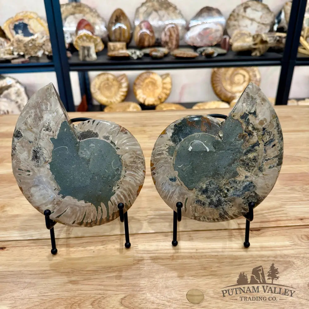Reserve Agatized Ammonite Pair 7.5’’ Fossil Pair