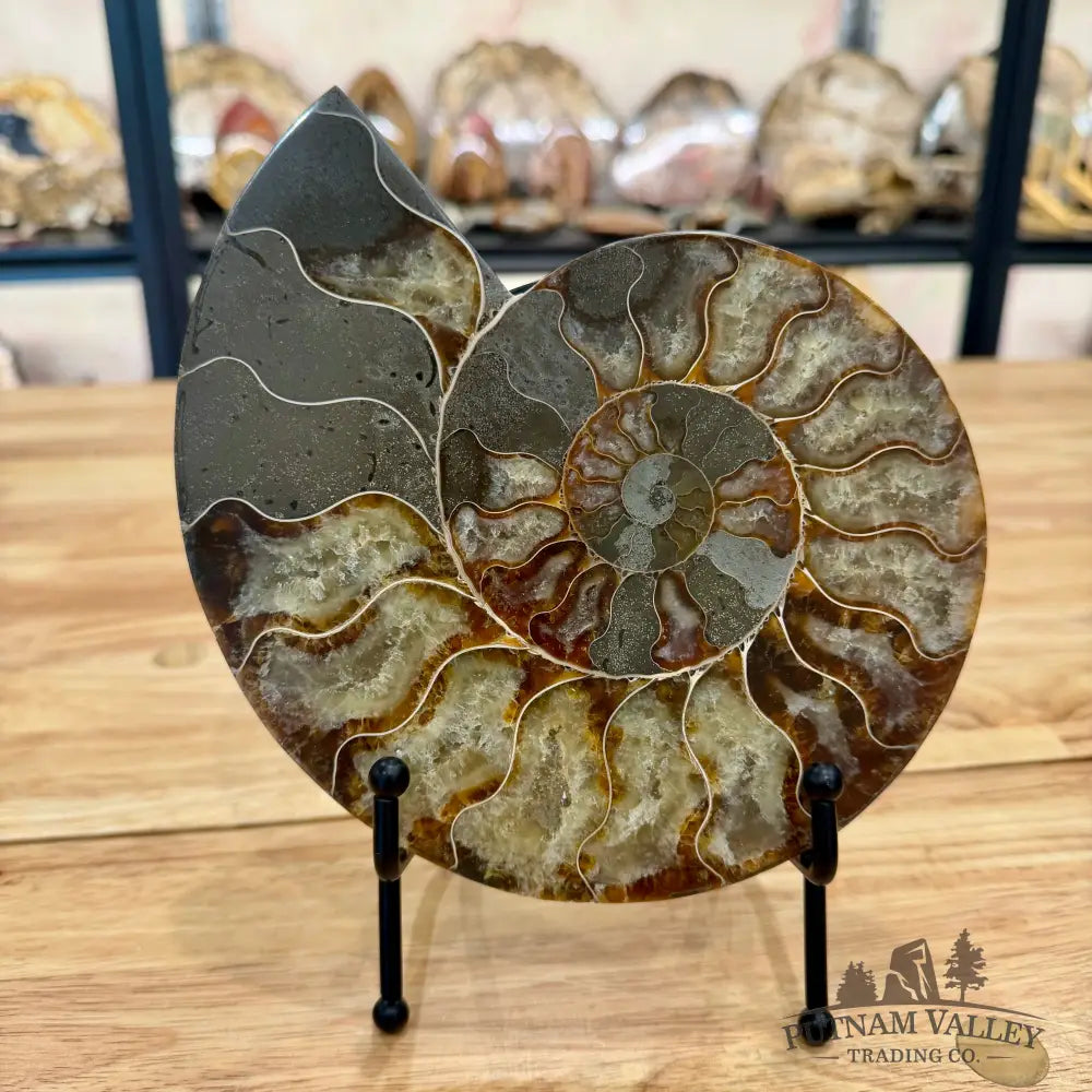 Reserve Agatized Ammonite Pair 7.5’’ Fossil Pair