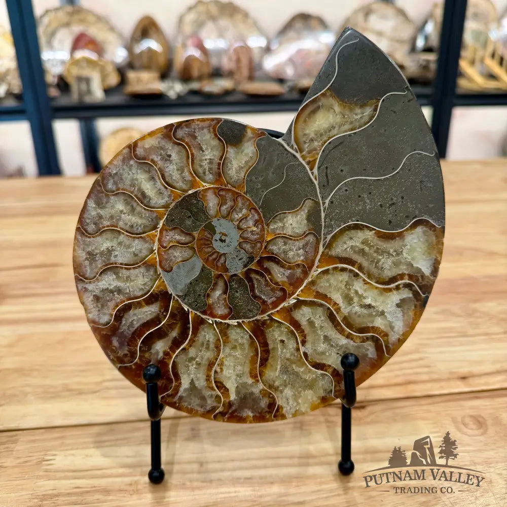 Reserve Agatized Ammonite Pair 7.5’’ Fossil Pair