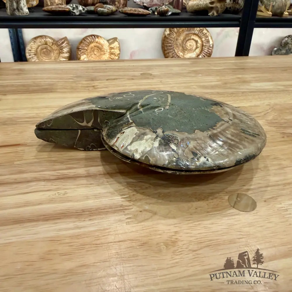 Reserve Agatized Ammonite Pair 7.75’’ Fossil Pair