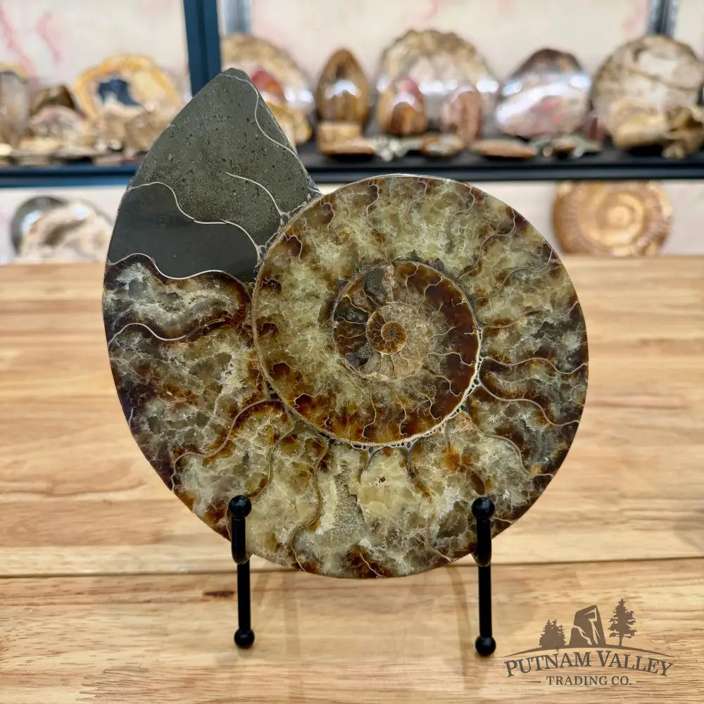 Reserve Agatized Ammonite Pair 7.75’’ Fossil Pair