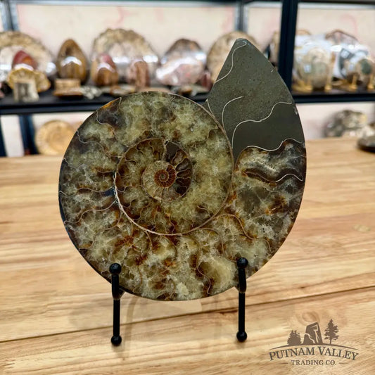 Reserve Agatized Ammonite Pair 7.75’’ Fossil Pair