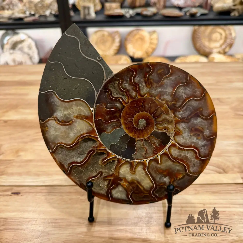 Reserve Split Agatized Ammonite Pair 8.25’’ Fossil Pair