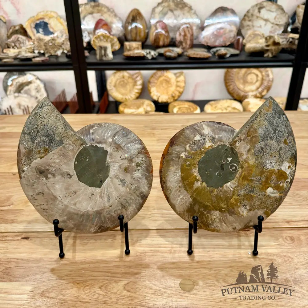 Reserve Split Agatized Ammonite Pair 8.25’’ Fossil Pair