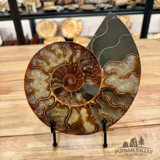 Reserve Split Agatized Ammonite Pair 8.25’’ Fossil Pair