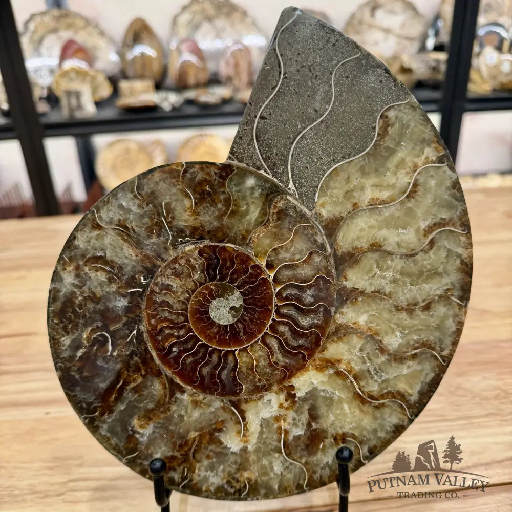 Reserve Split Agatized Ammonite Pair 8.75’’ Fossil Pair