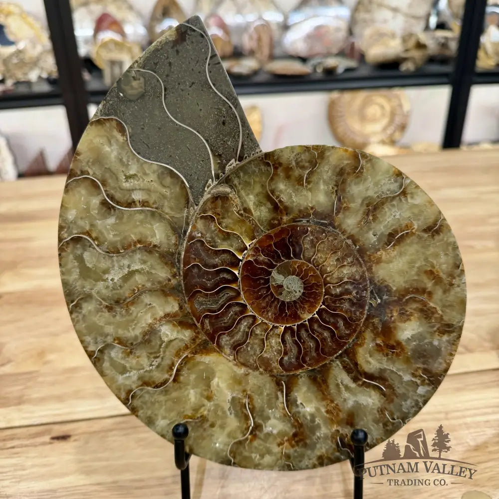 Reserve Split Agatized Ammonite Pair 8.75’’ Fossil Pair