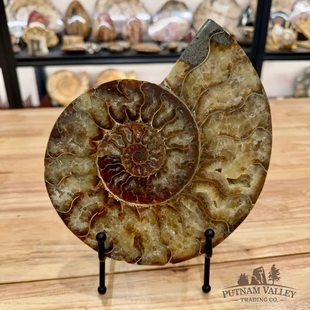 Reserve Split Agatized Ammonite Pair 8’’ Fossil Pair