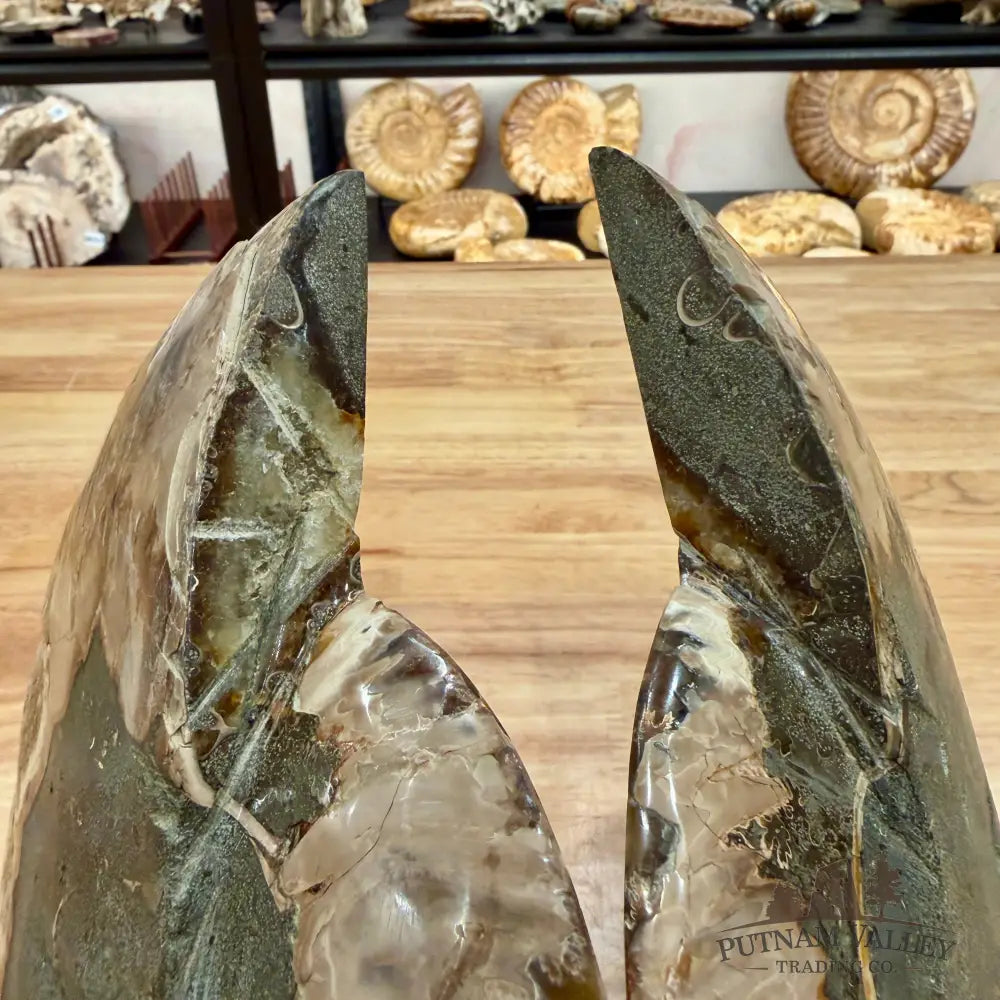 Reserve Split Agatized Ammonite Pair 8’’ Fossil Pair
