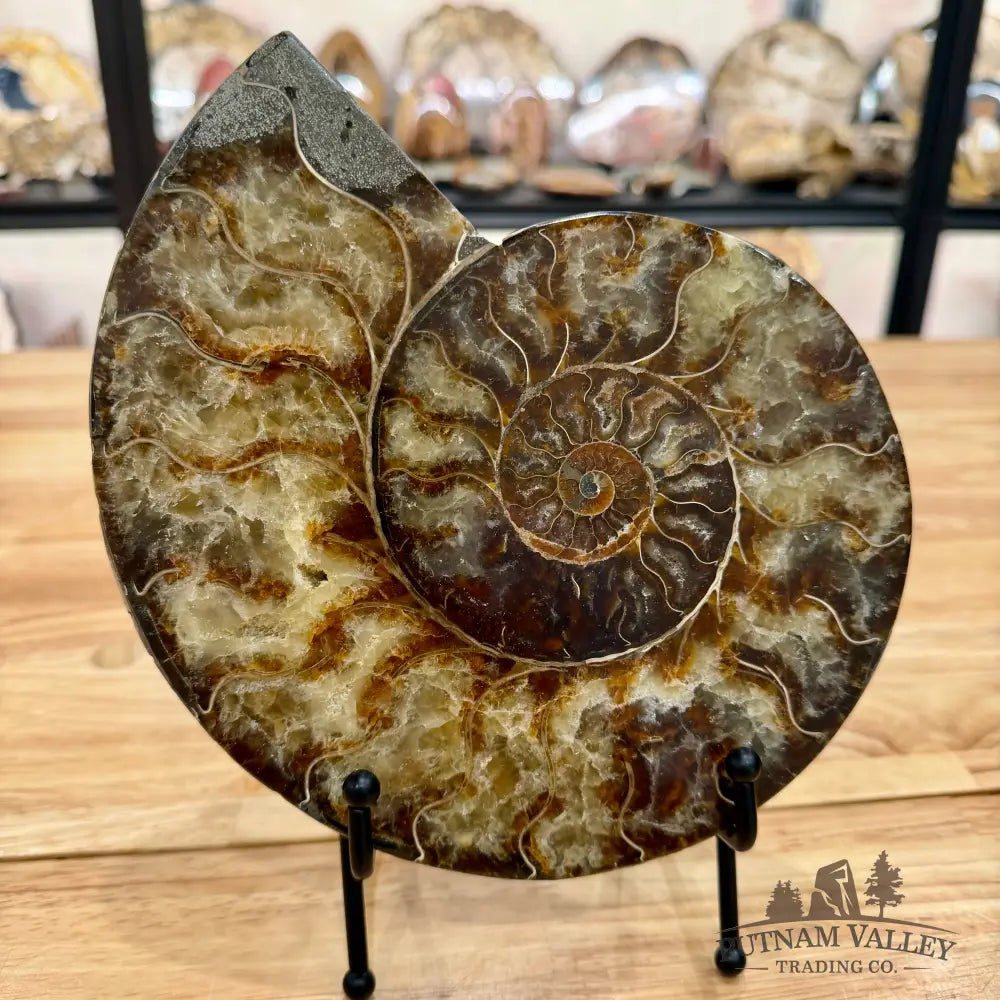 Reserve Split Agatized Ammonite Pair 8’’ Fossil Pair