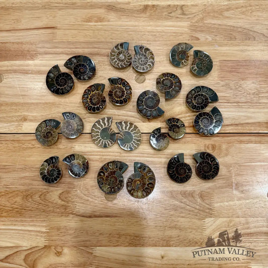 Small Agatized Ammonite Pairs Fossil Pair