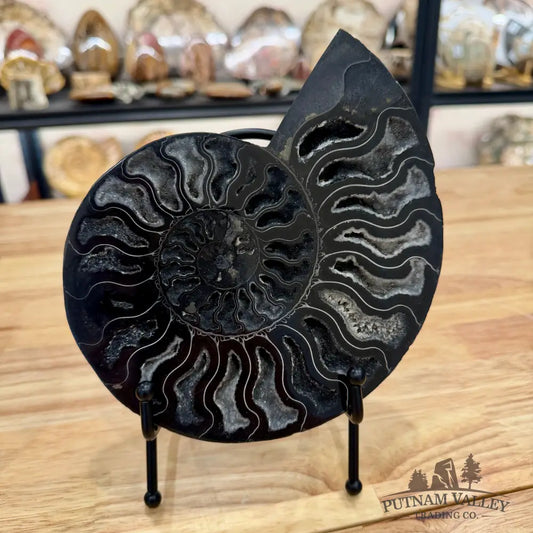 Reserve Agatized Black Ammonite Pair 7.25’’ Fossil Pair