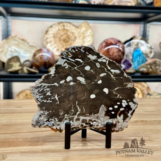 Reserve Australian Petrified Peanut Wood Slab + Stand - Slab