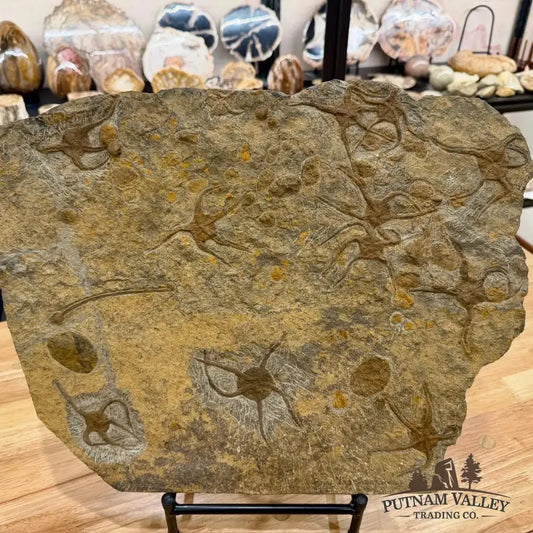 Reserve Authentic 19" Ordovician Mortality Plate – 11 Brittle Stars & Rare Carpoids - Putnam Valley Trading Co.