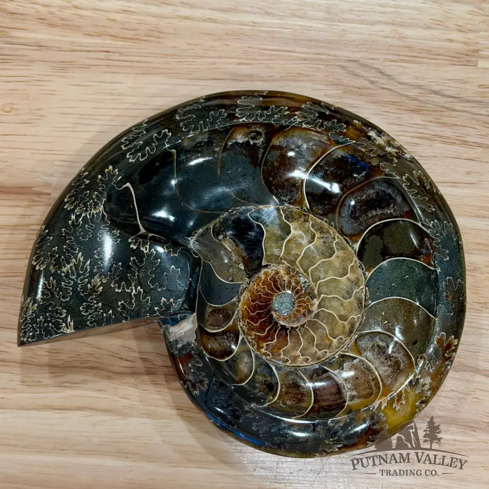 Reserve Carved Ammonite Fossil Accent Dish 5.55’’ - Fossil Specimen