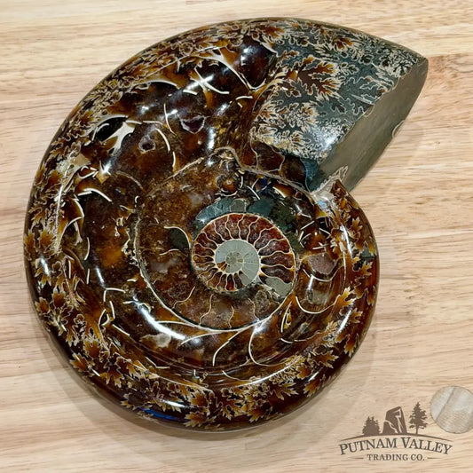 Reserve Carved Ammonite Fossil Accent Dish 7.5’’ - Fossil Specimen