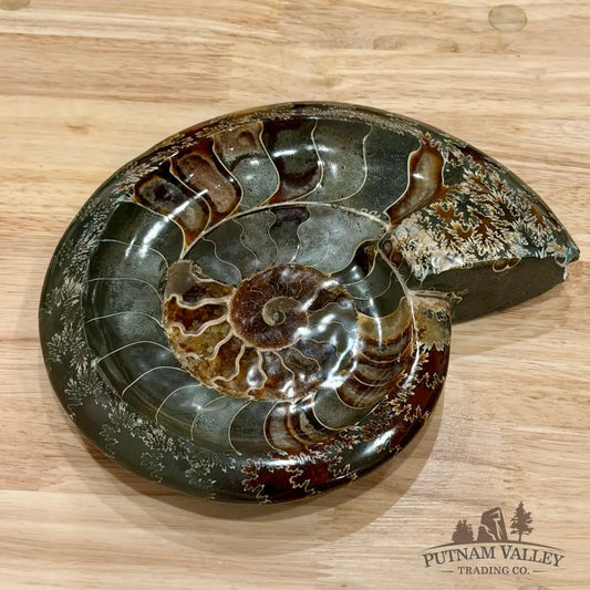 Reserve Carved Ammonite Fossil Accent Dish 9’’ - Fossil Specimen