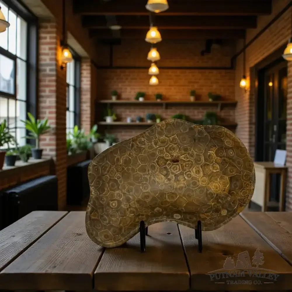 Coral Fossil Bowl - Putnam Valley Trading Co.
