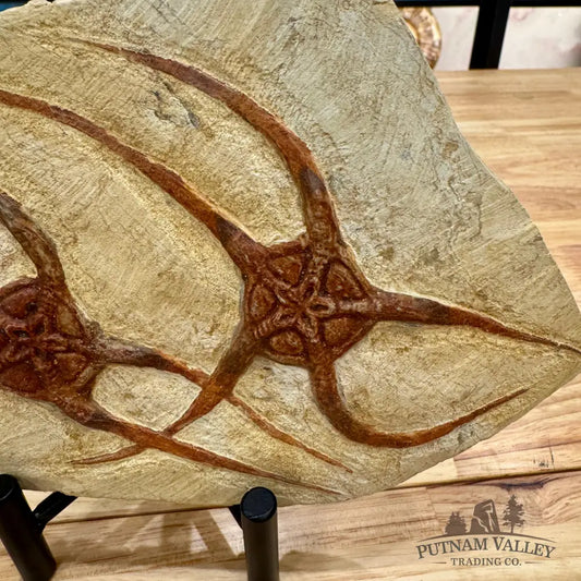 Reserve Double Brittle Star Fossil Fossil