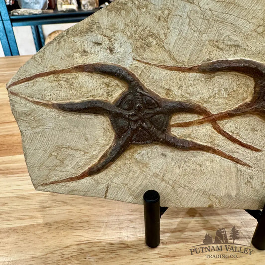 Genuine Double Brittle Star Fossil Fossil