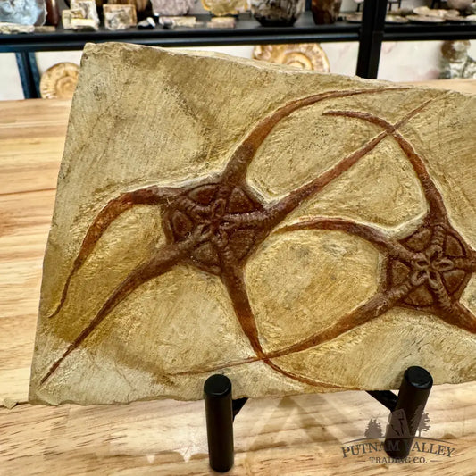 Reserve Double Brittle Star Fossil Fossil