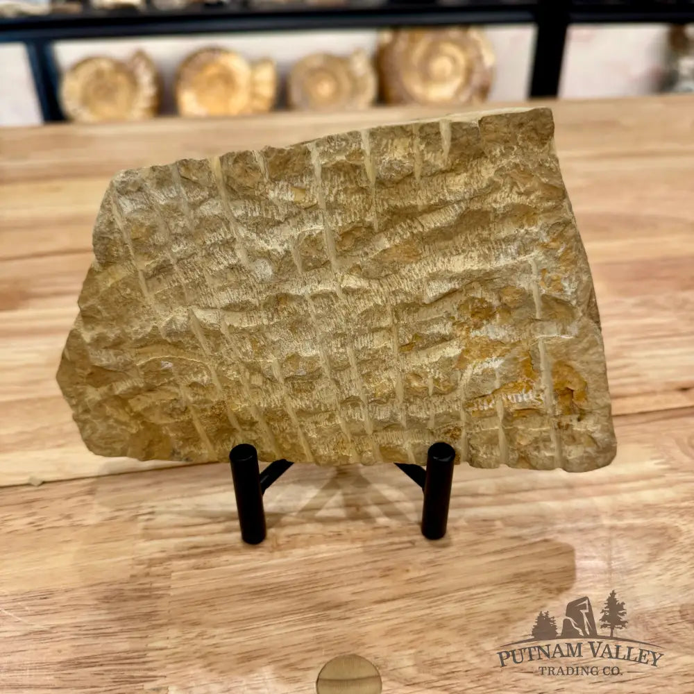 Reserve Double Brittle Star Fossil Fossil