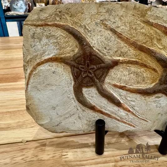 Reserve Double Brittle Star Fossil Fossil