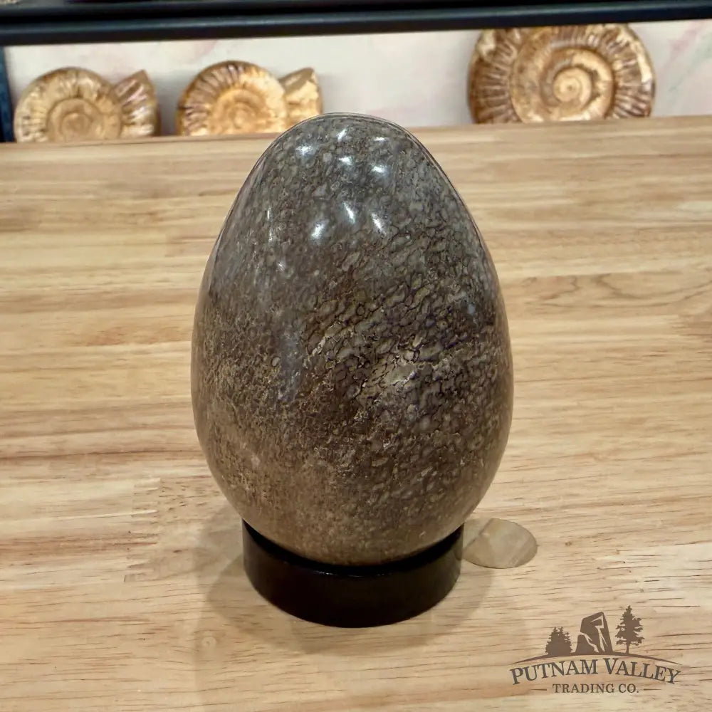 Reserve Fossilized Dinosaur Bone Egg 3.6’’ Egg
