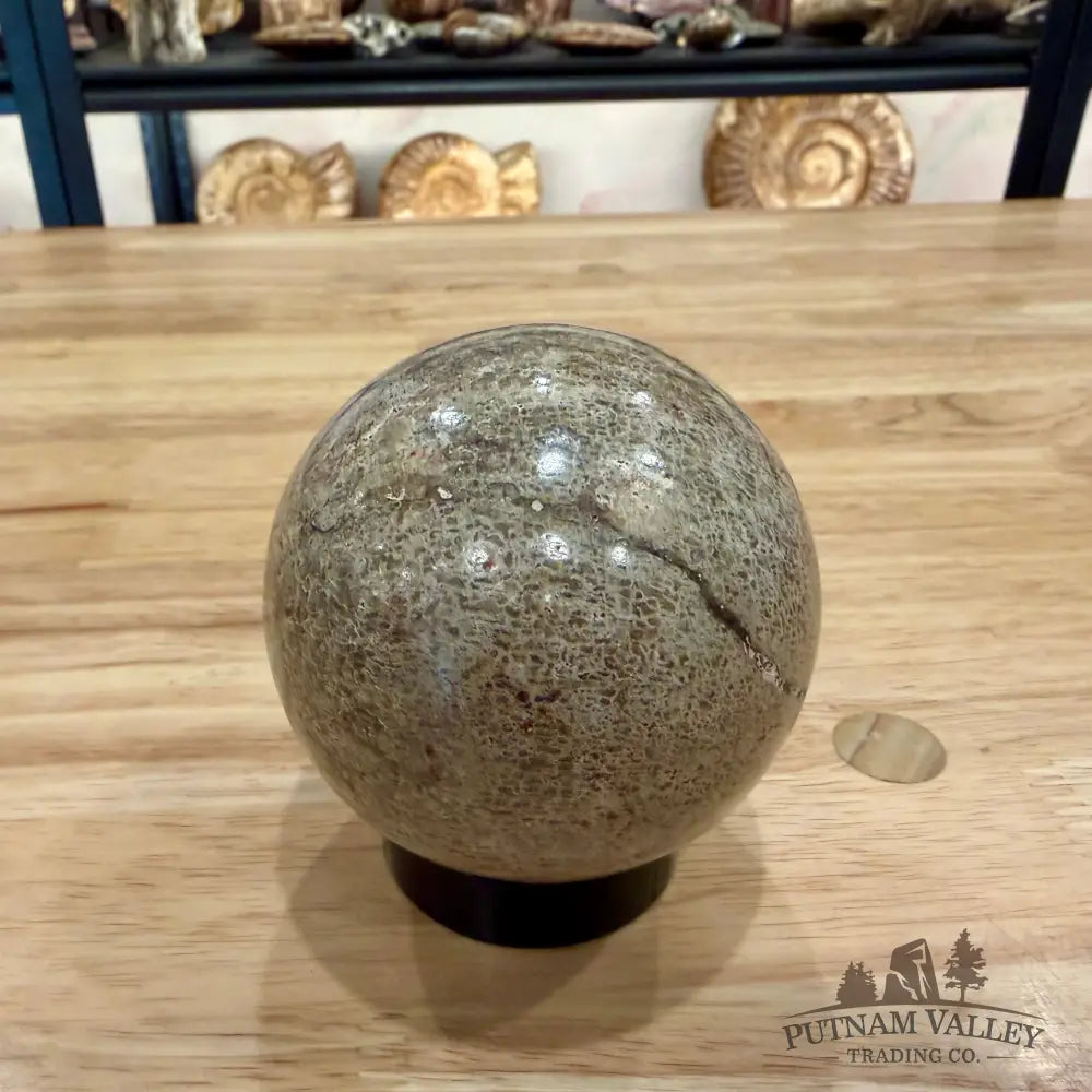 Reserve Fossilized Dinosaur Bone Sphere 3.04’’ Fossil Sphere