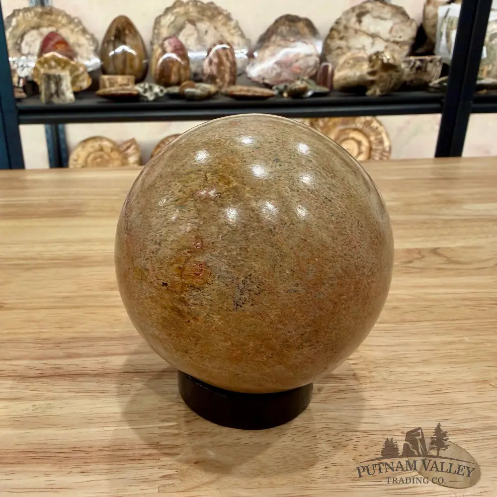 Reserve Fossilized Dinosaur Bone Sphere 3.44’’ Fossil Sphere