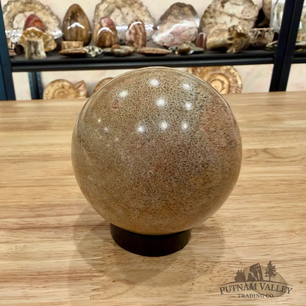 Reserve Fossilized Dinosaur Bone Sphere 3.44’’ Fossil Sphere
