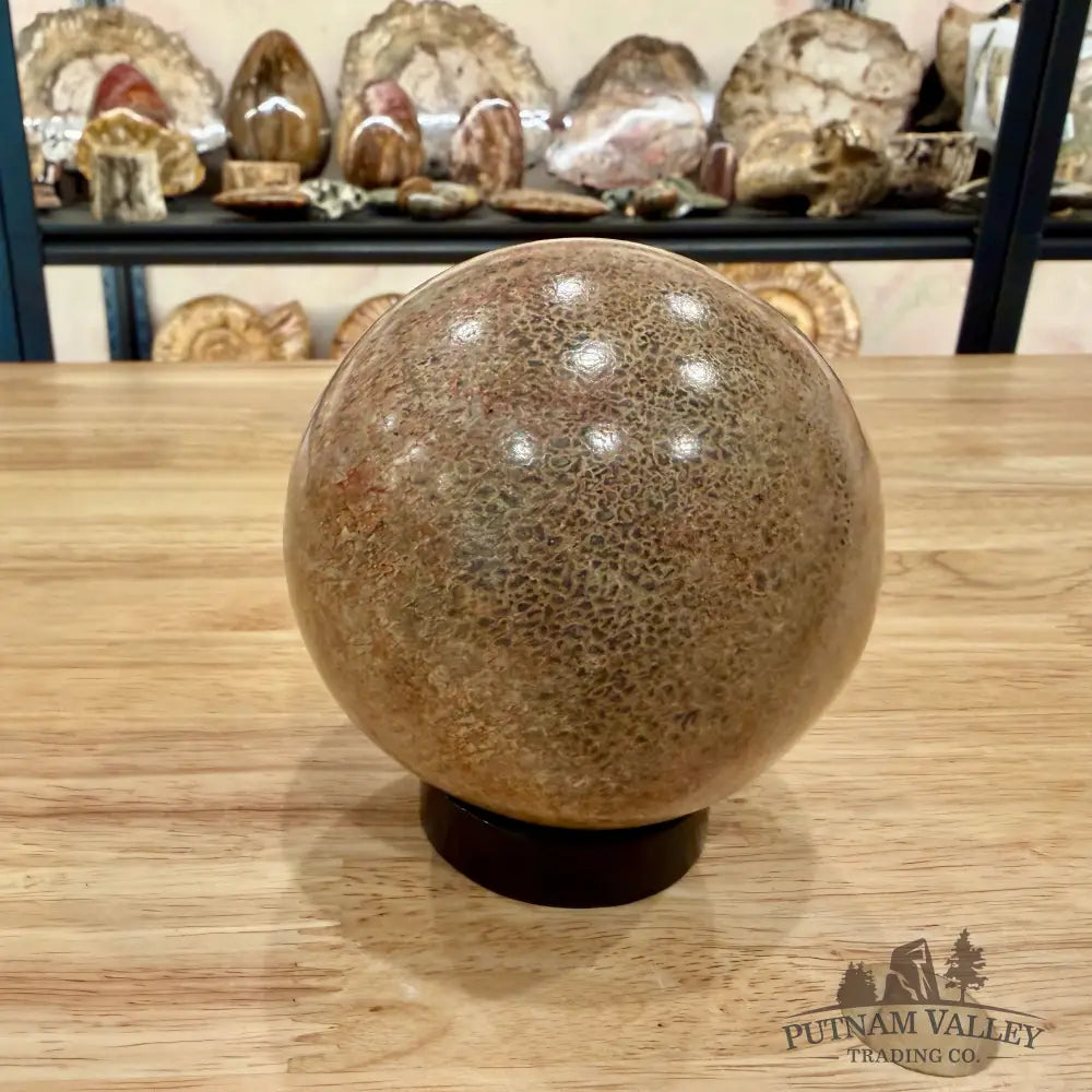 Reserve Fossilized Dinosaur Bone Sphere 3.44’’ Fossil Sphere