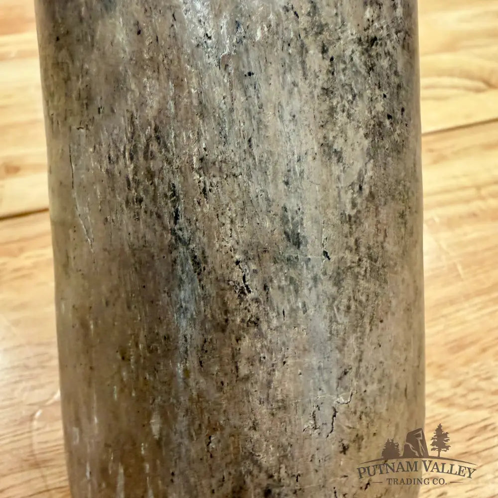 Reserve Fossilized Dinosaur Bone Table Accent 5.4’’ Accent