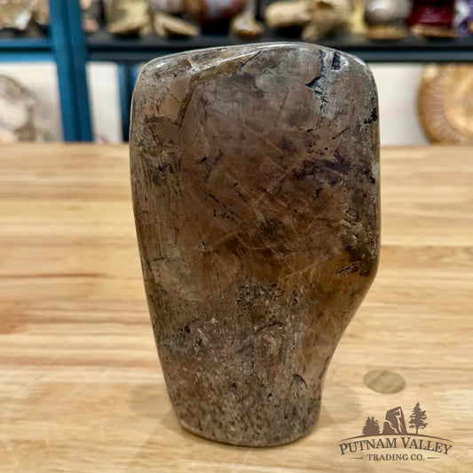 Fossilized Dinosaur Bone Table Accent 6.3’’ Accent