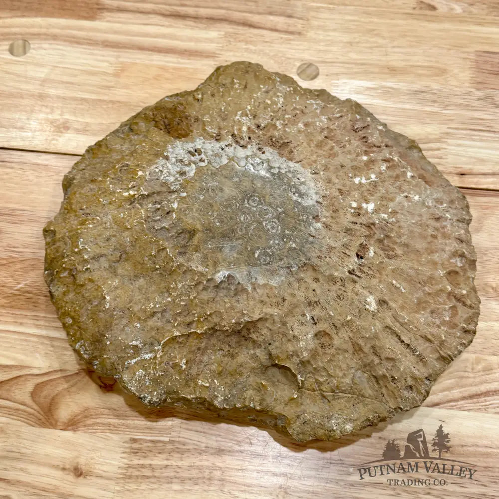 Reserve Coral Fossil Rustic Bowl 12’’ Fossil Bowl