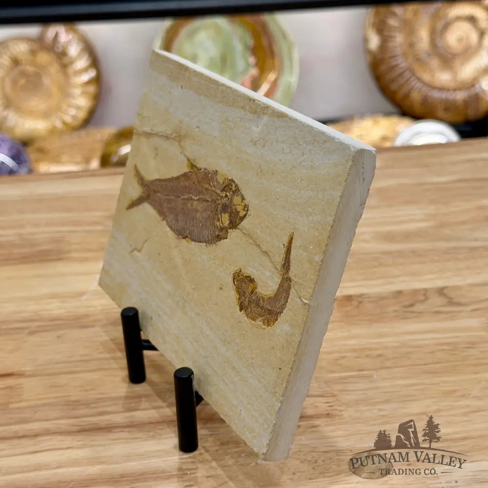 Reserve Green River Fish Fossil 4.75’’ + 2.5’’ - Fossil