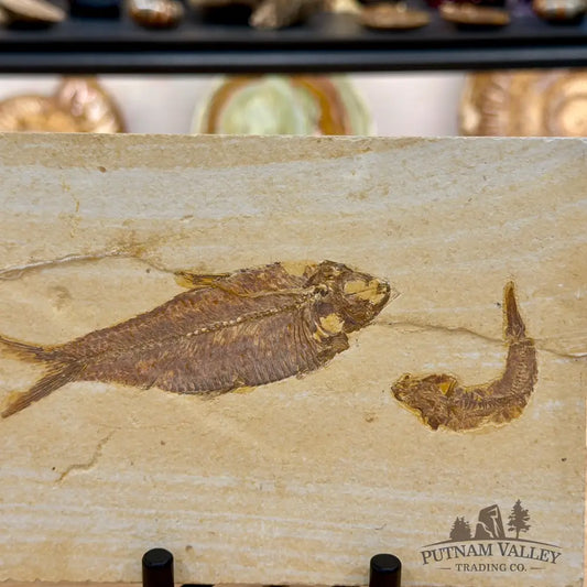 Reserve Green River Fish Fossil 4.75’’ + 2.5’’ - Fossil
