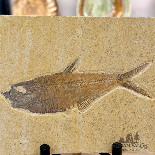 Reserve Green River Fish Fossil 5.4’’ - Fossil
