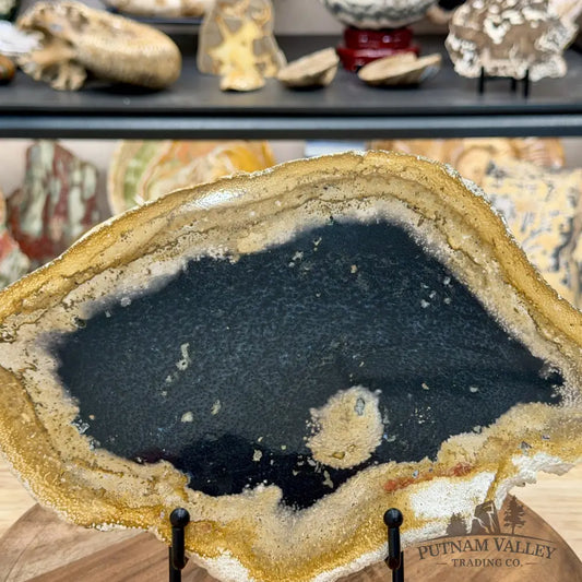 Reserve Indonesian Petrified Palmwood Slab 11.3’’ - Slab